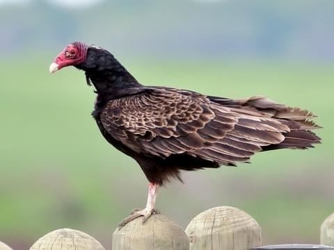 Adult Turkey Vulture